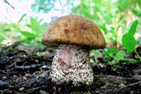 Мицелий Подберезовика розовеющего для посева и выращивания грибов