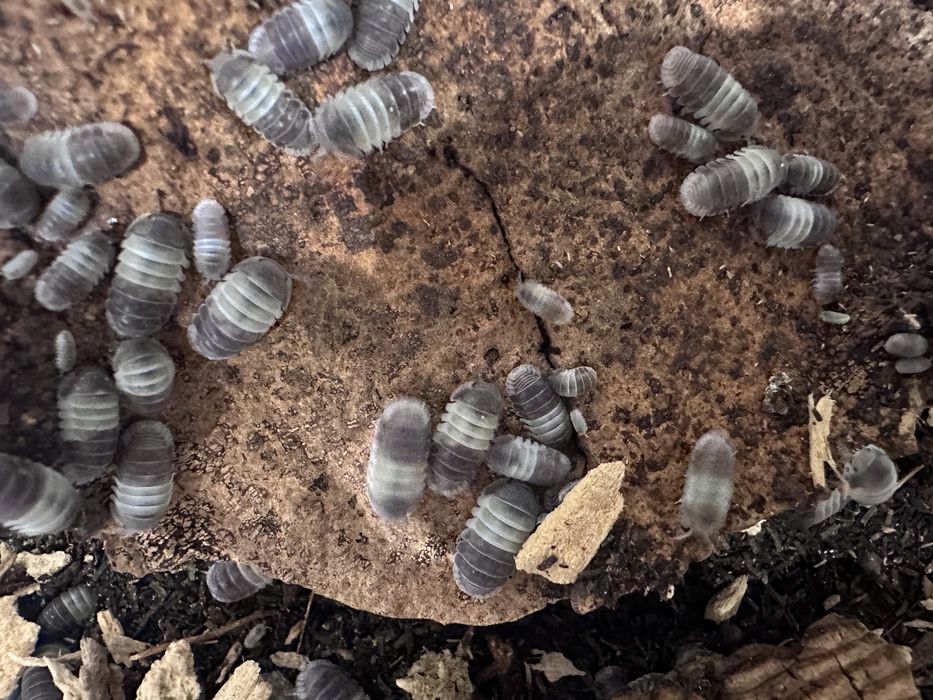 Isopody Cubaris panda king - 200 szt