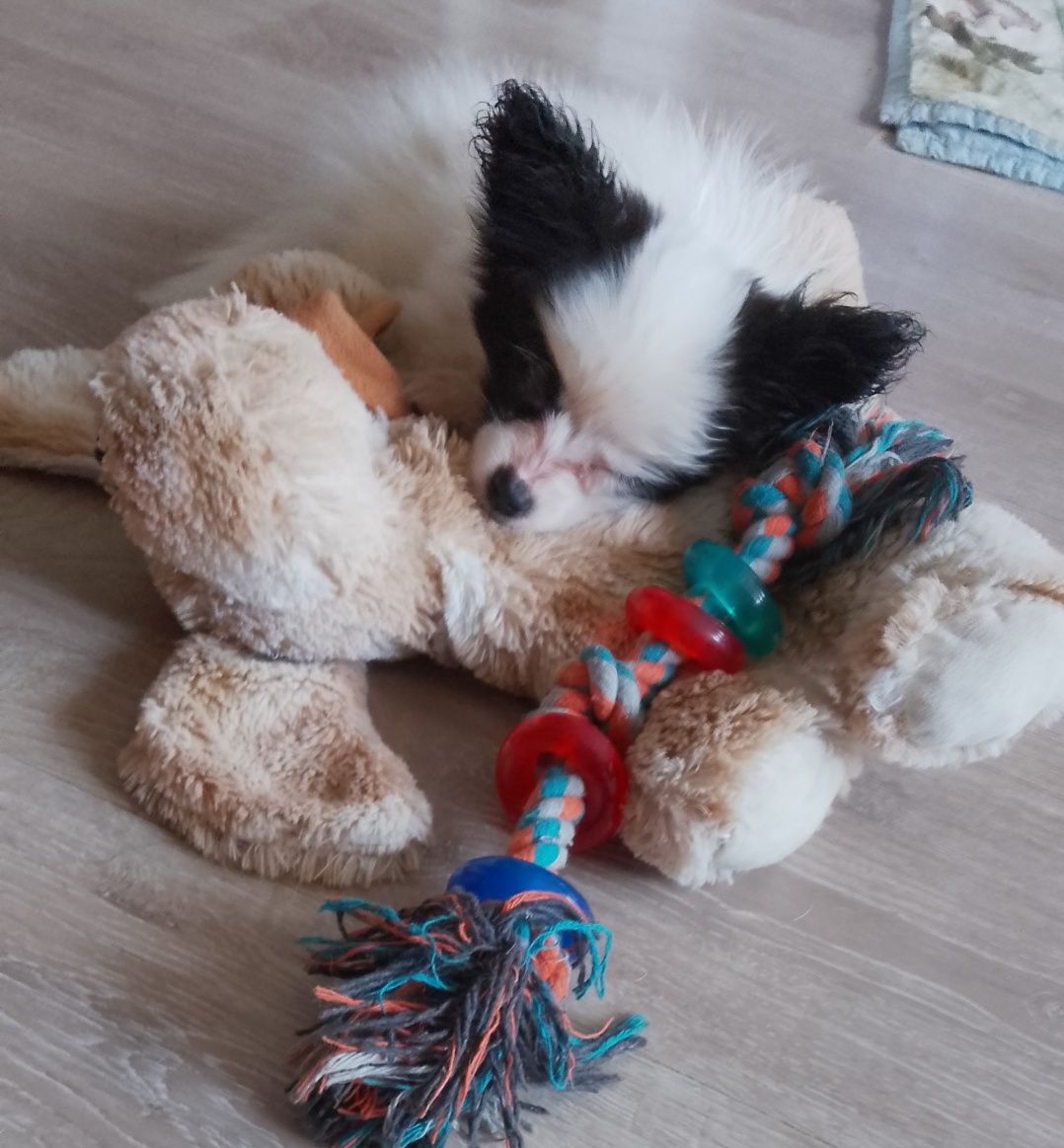 Papillon piesek gotowy do odbioru