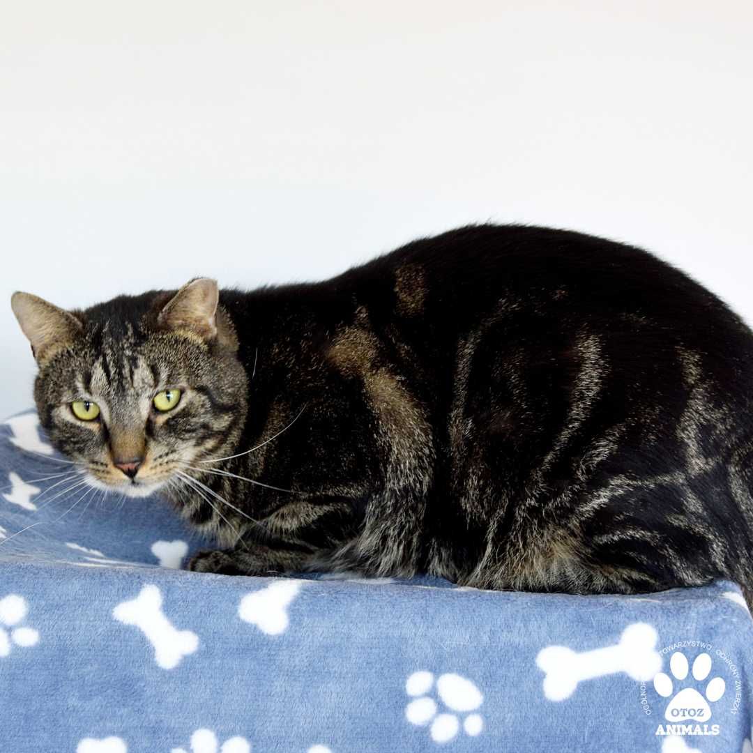 Piękny kocurek do adopcji! Poznajcie Filipka!