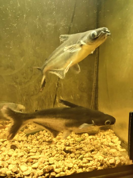 Цихлида 400 гривен