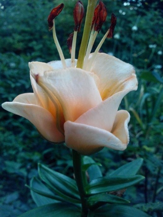 Лилия-роза Эприкот