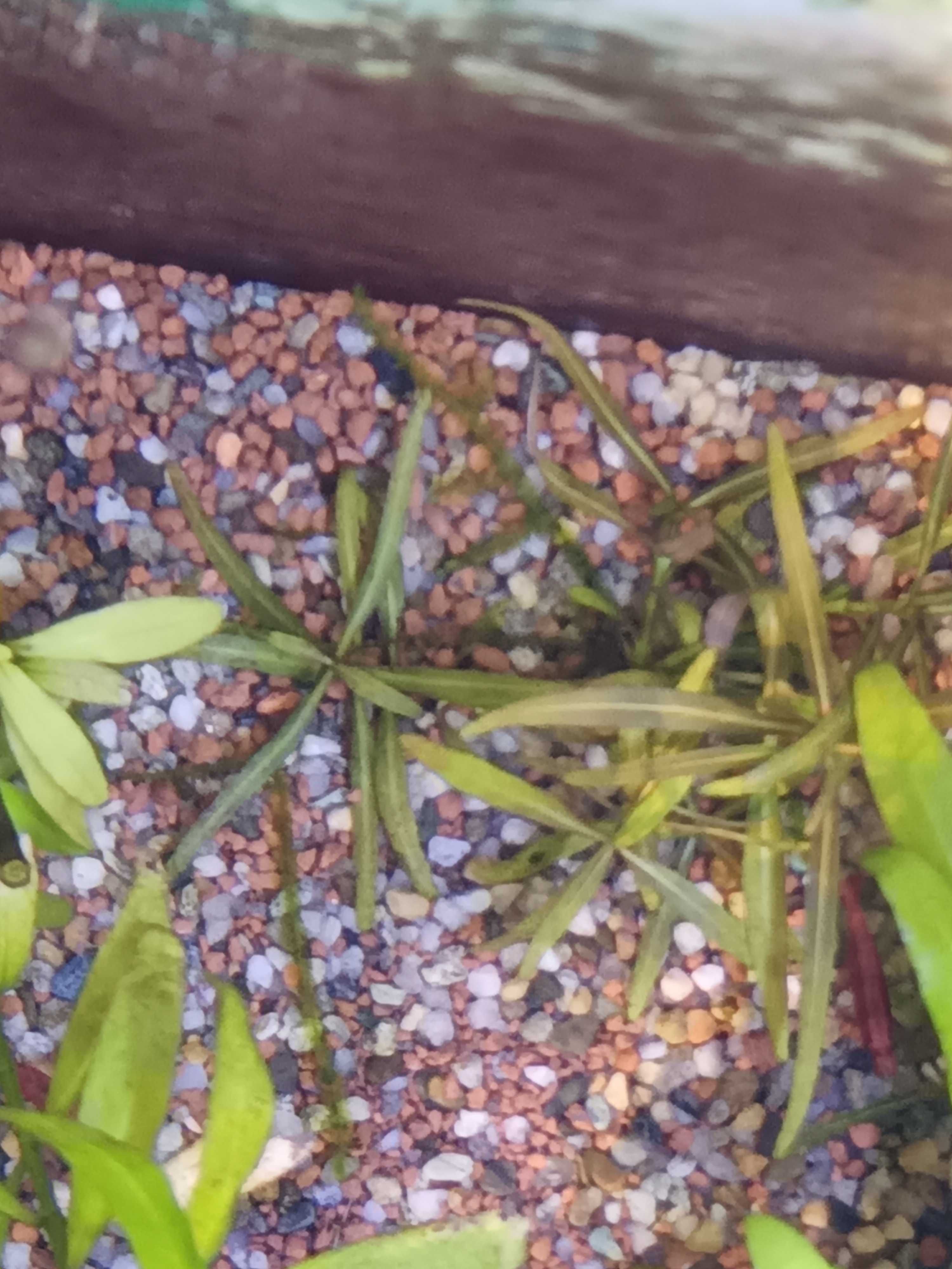 Varias plantas para aquário