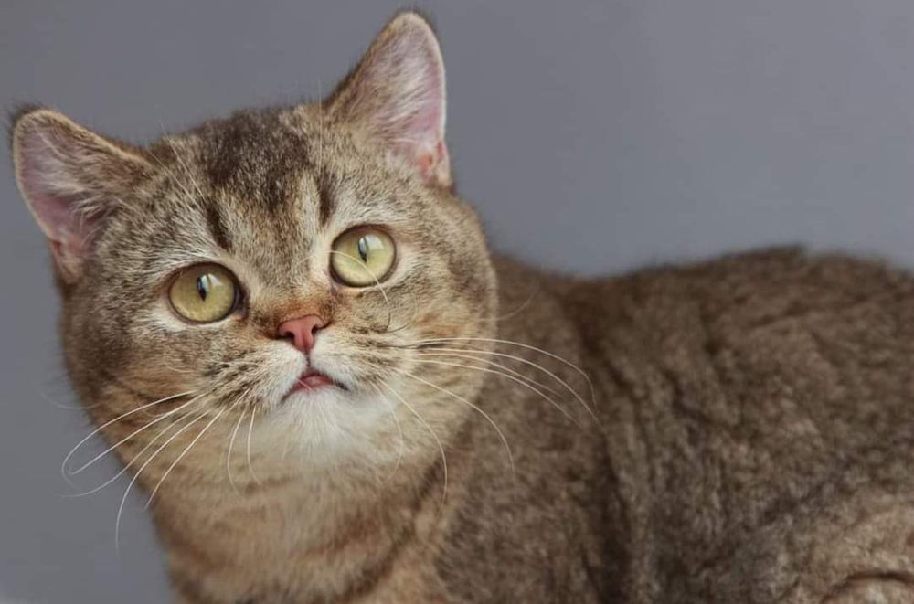 Британская кошечка