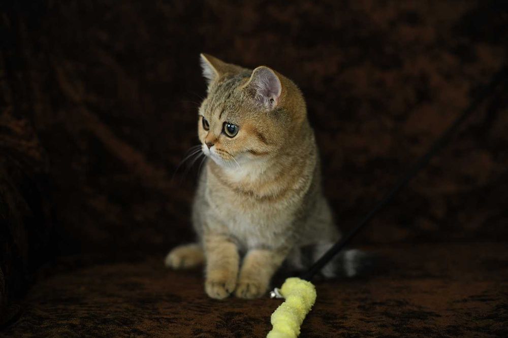 kot brytyjski-  kotka WCF