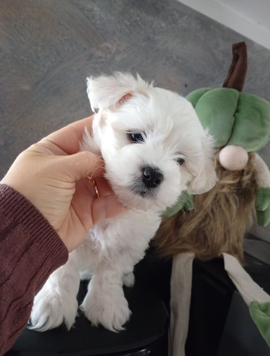 Sami piękny piesek maltipoo jasny krem