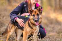 Kira , około roczna suczka , mniejszy owczarek do adopcji