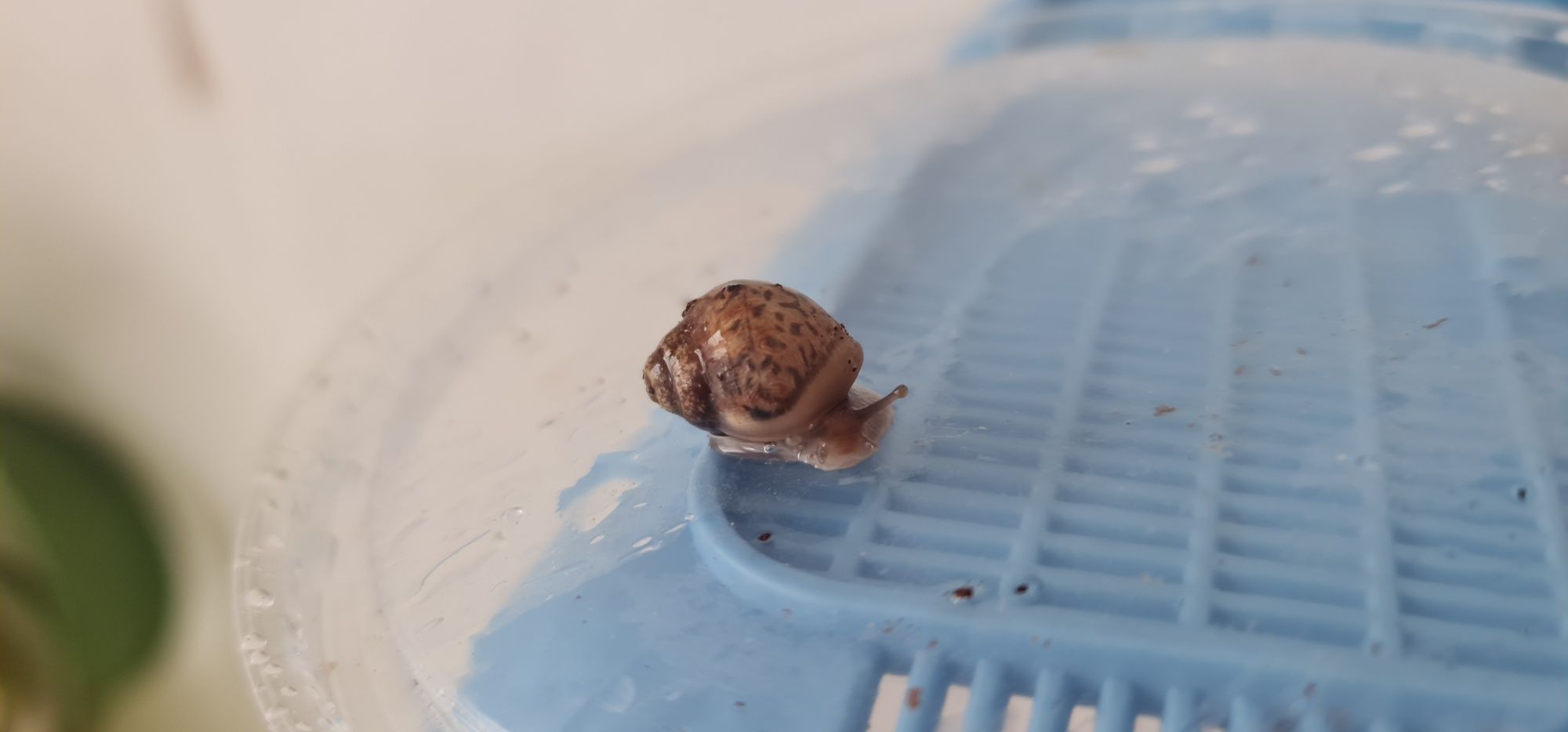Ślimaki Afrykańskie imaculata imaculata Maluchy Olsztyn