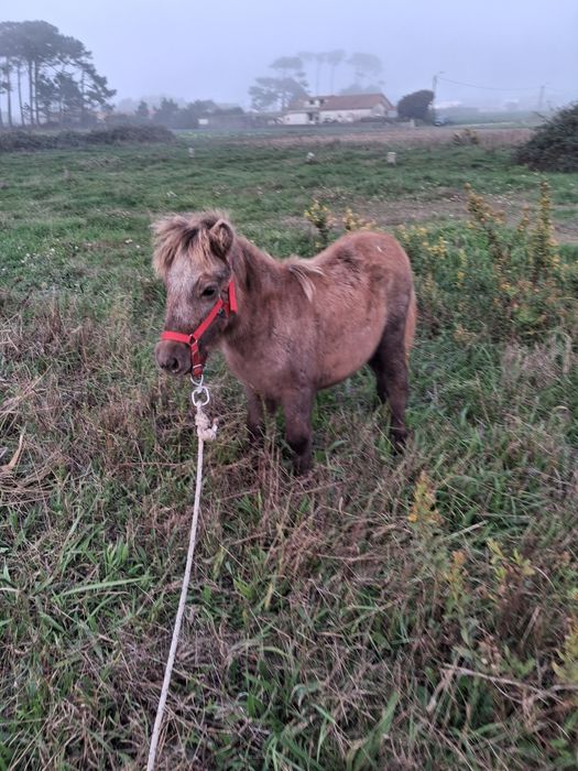 Mini pónei fêmea