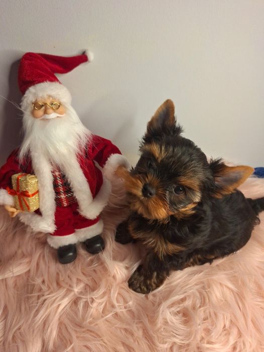 York śliczna mała sunia