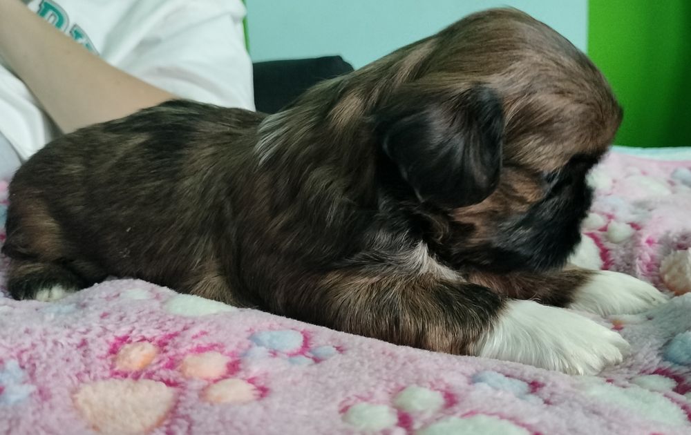 Brązowy piesek Shih Tzu