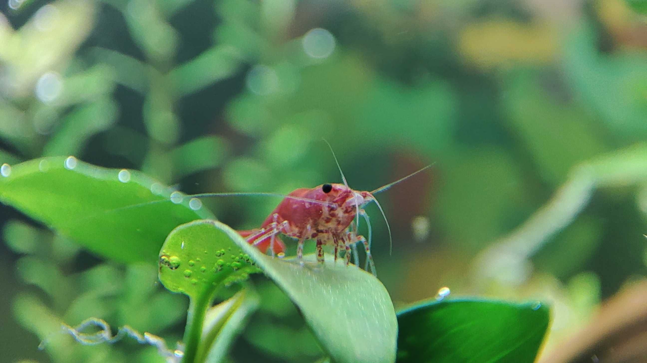 Krewetki Sakura Red (Neocaridina)