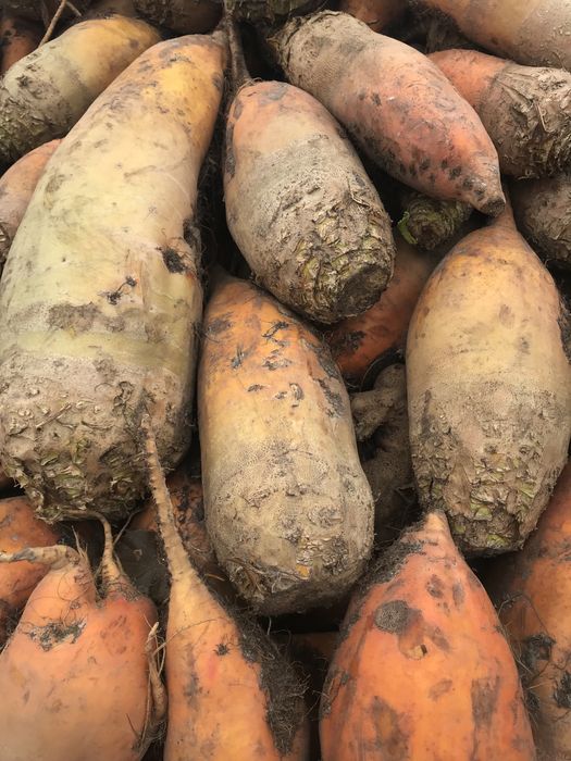 Кормовий буряк