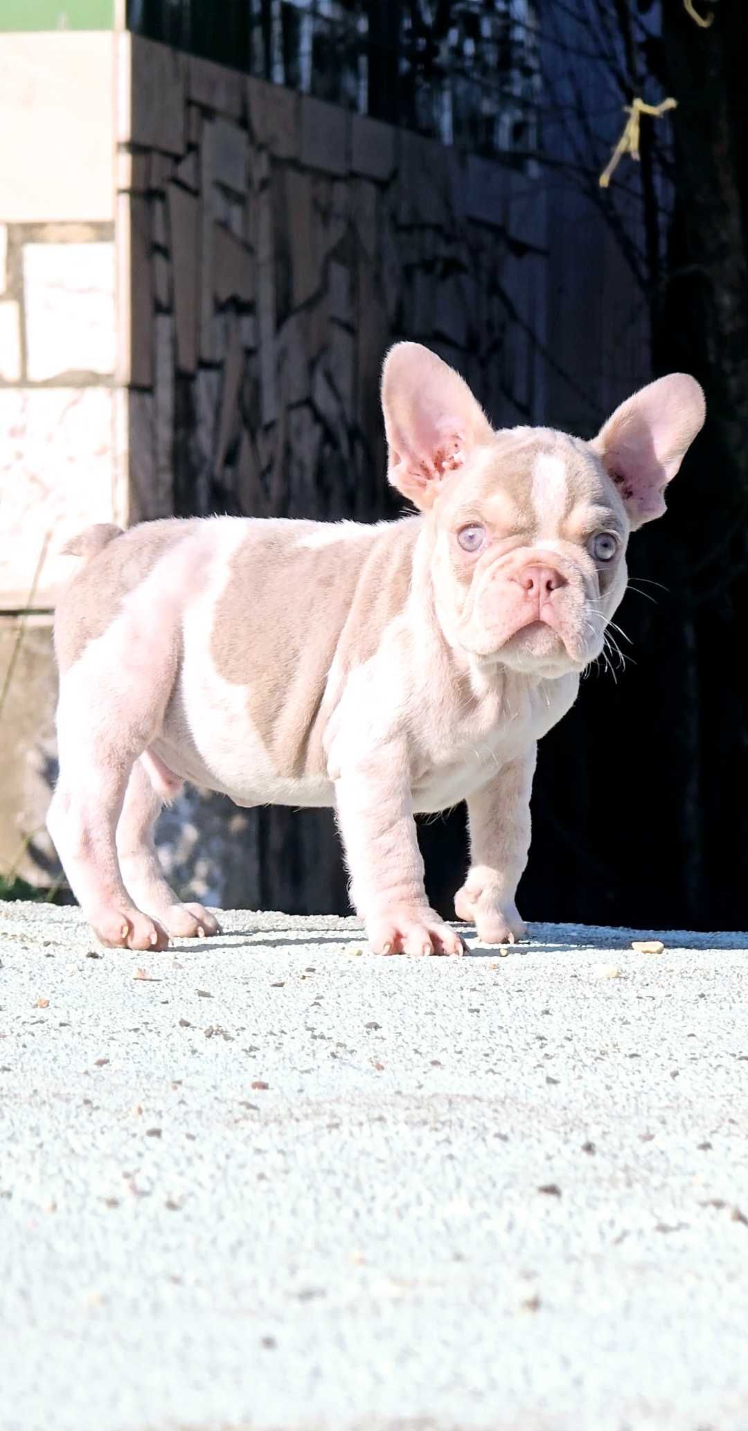Bulldog francês Macho  Cor News Shade Pied And Tan