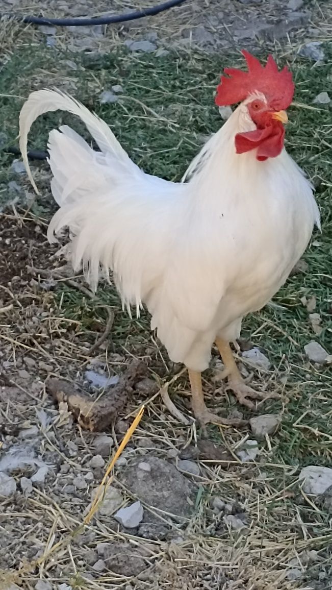 Galo adulto Leghorn puro
