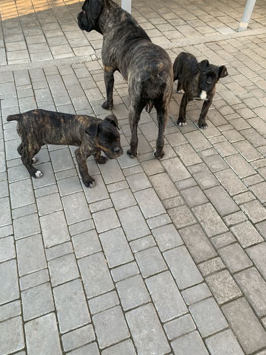 Щенята. КАНЕ КОРСО. Щеплені