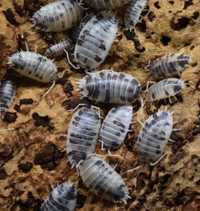 10 Isópodes Dairy Cow / Porcellio Laevis Isopods
