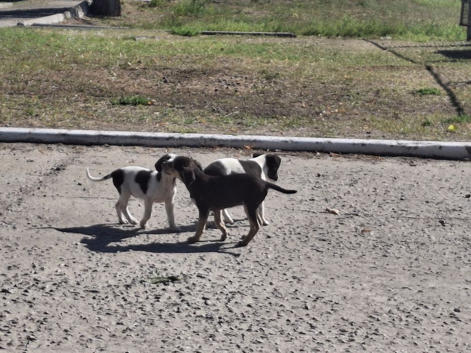 Цуцики та прецики, в гарні руки безкошовно