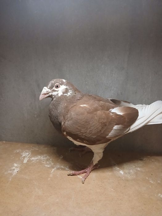 Gołębie staropolskie