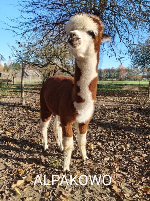 Alpaki młode samice i samce