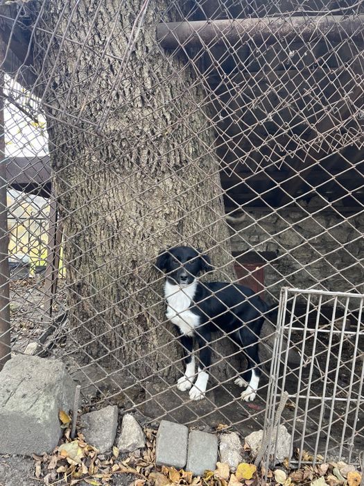 Віддам песиків в добрі руки