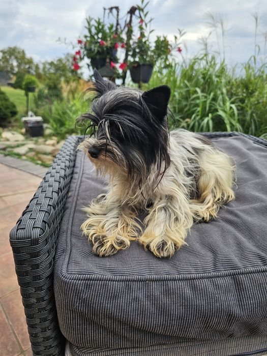 York terrier biewier piesek
