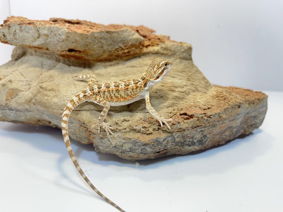 Agama Brodata Agamy brodate