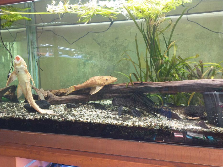 Oddam duże zbrojniki