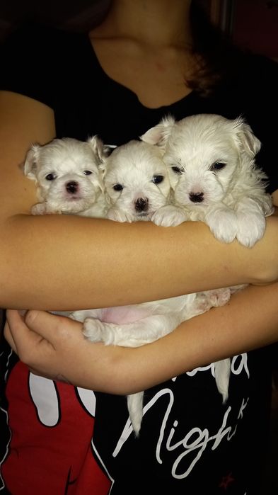 Мальтійська болонка.  Хлопчик і дівчинка