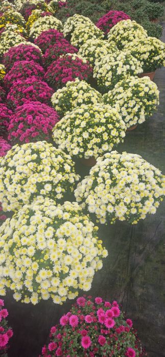 Chryzantemy hurt detal