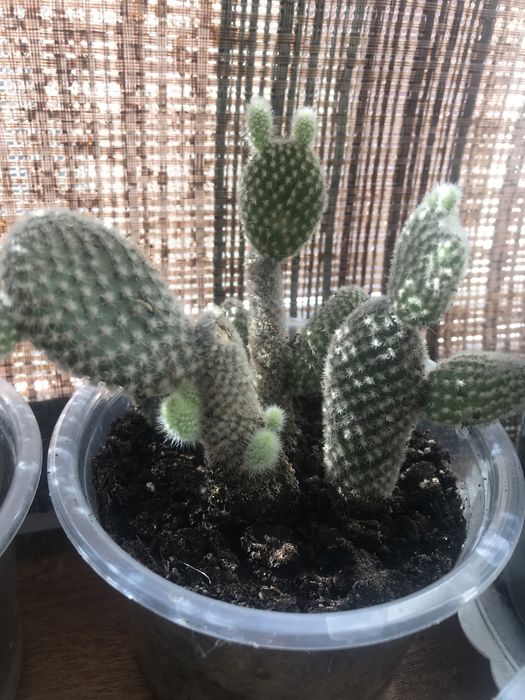Детки кактусов микс