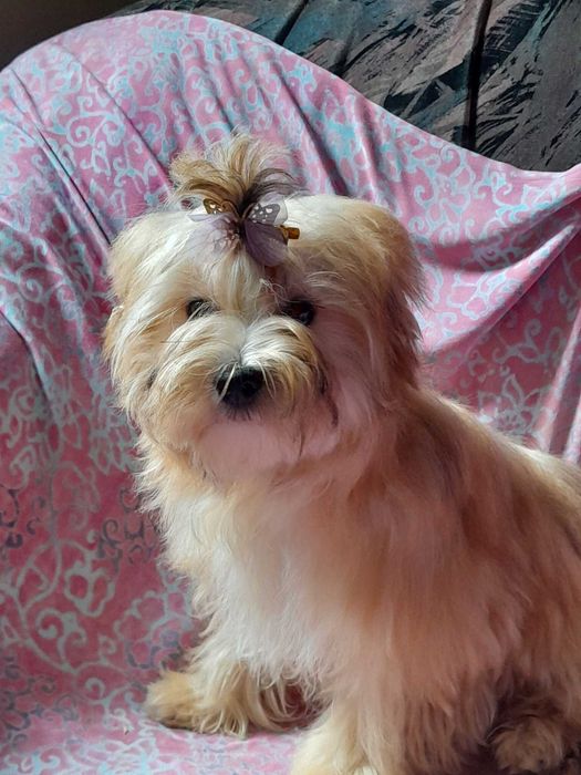 Ocean Pearl Yorkshire terrier ZHPR suczka KLARA