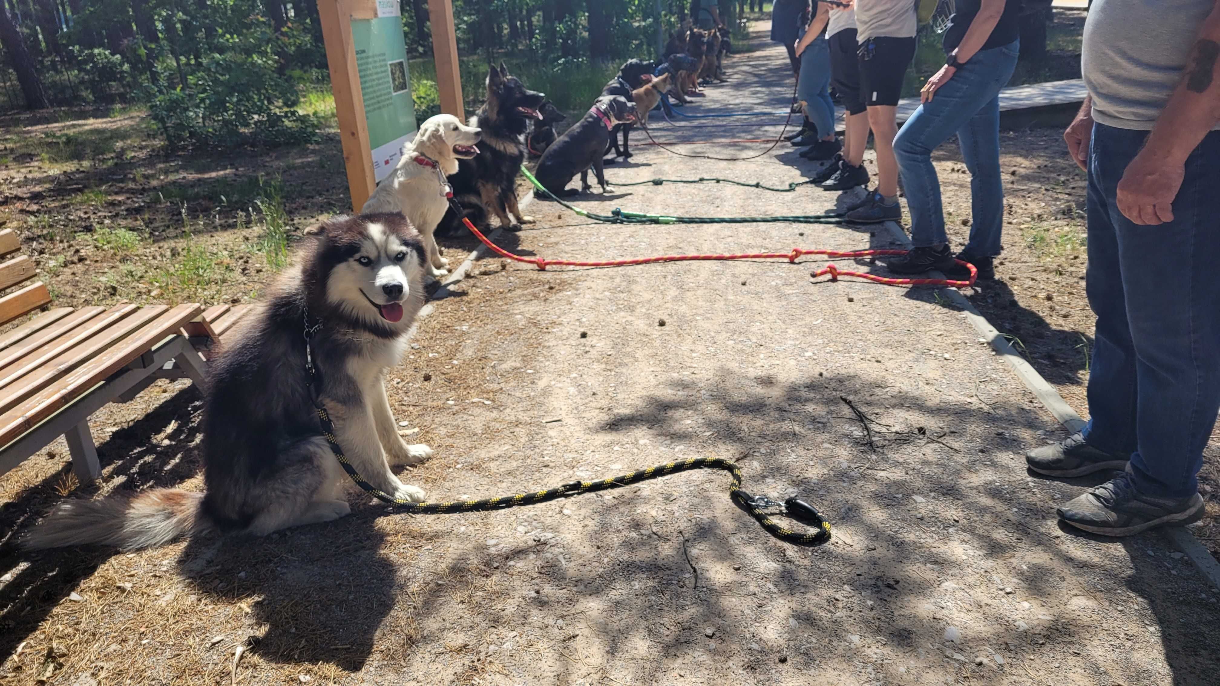 Szkolenie psów Kielce