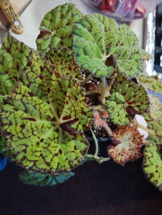 Продам яскраві бегонії Red Planet