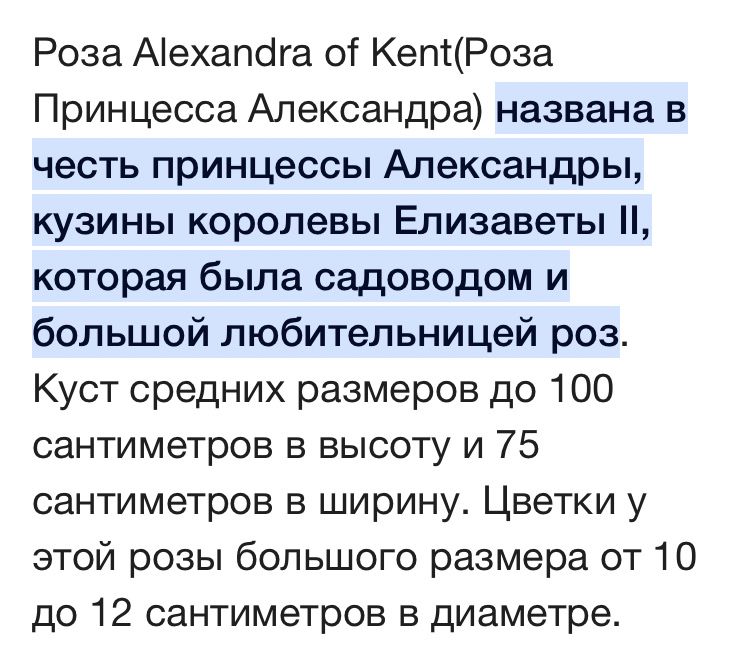РОЗА английская Принцесса Александра оф Кент