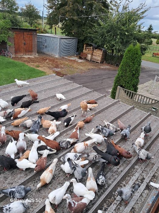 Sprzedam gołębie, likwidacja hodowli