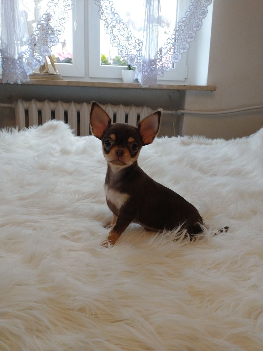 Chihuahua długo włosy czekoladowy chlopak