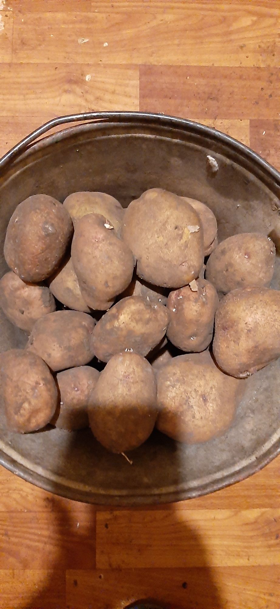 Домашний картофель Чародейка. Картошка.