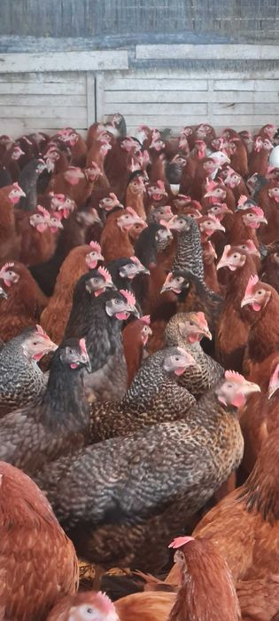 Nioski Kury z Jajkiem Leghorn Dominant Messa prosto od HODOWCY !