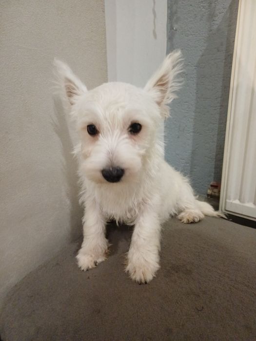 West  highland terrier white