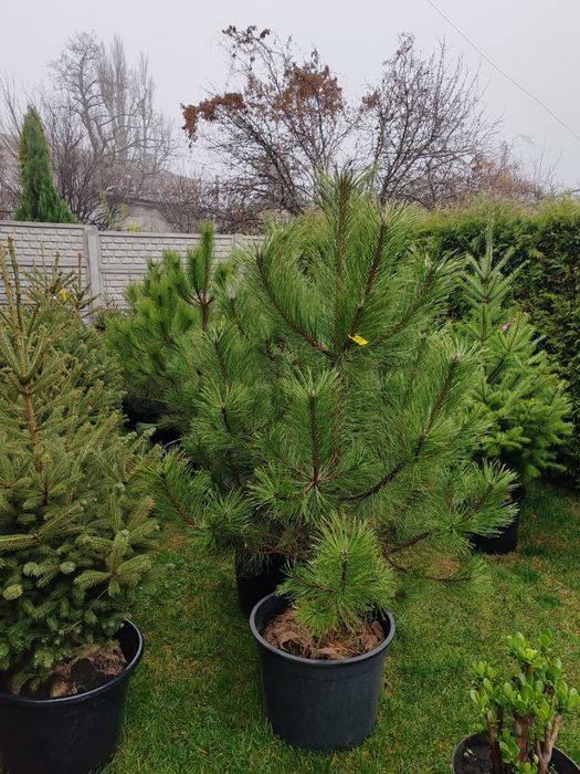 Продам Сосни, Ялинки