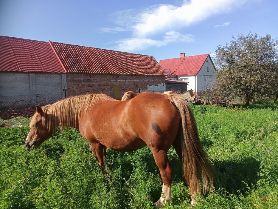 Sprzedam klacze zimnokrwiste