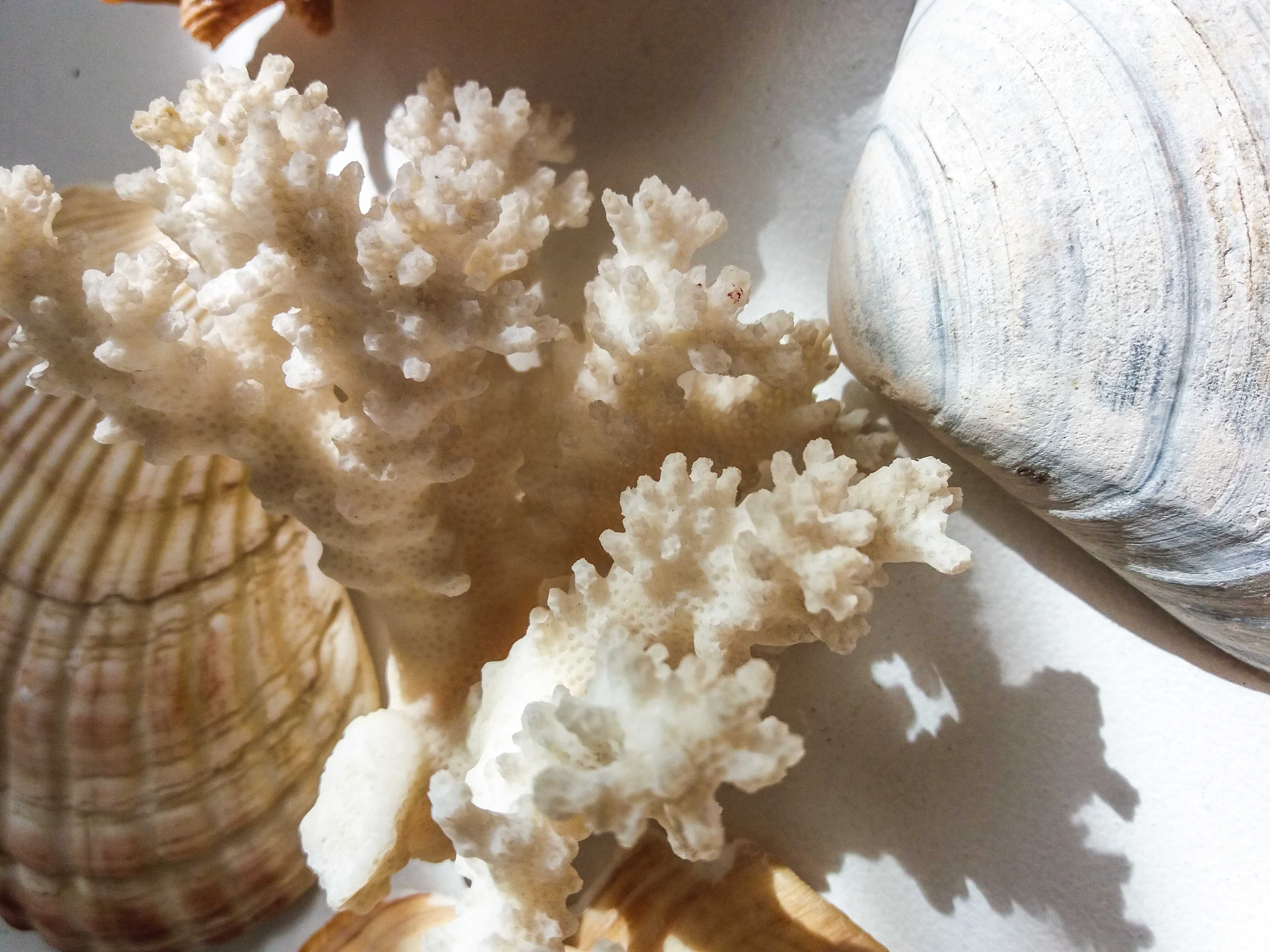 Коллекция морских раковин, коралл