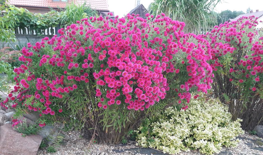 Marcinki Astry jesienne wysokie i niskie mix kolorów od 5 zł