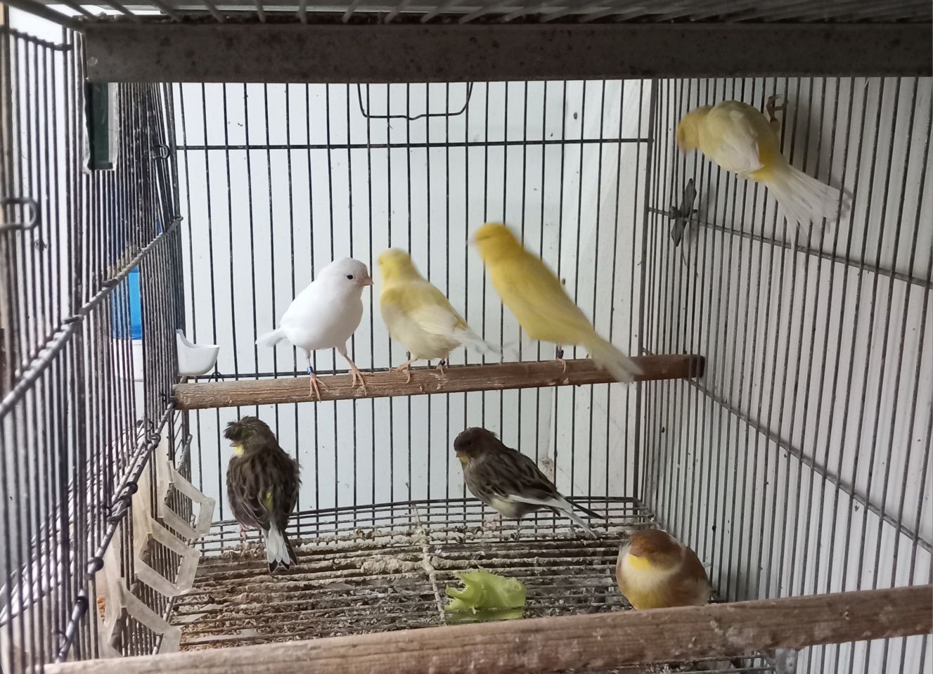 Vendo canários anilhados