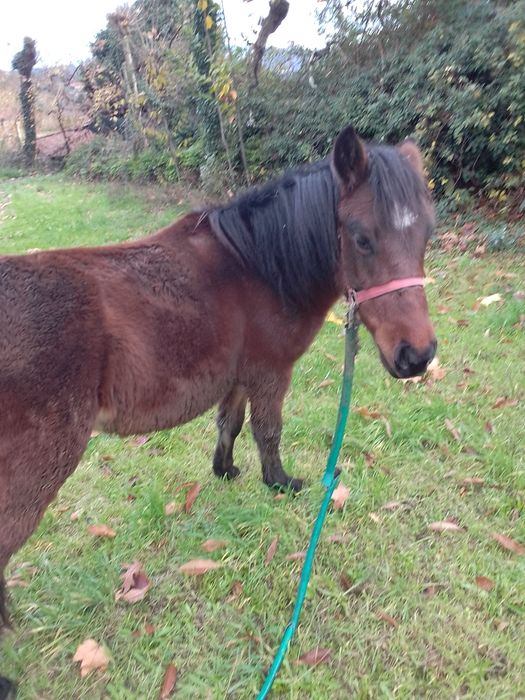 Cavalo para a venda ou troca