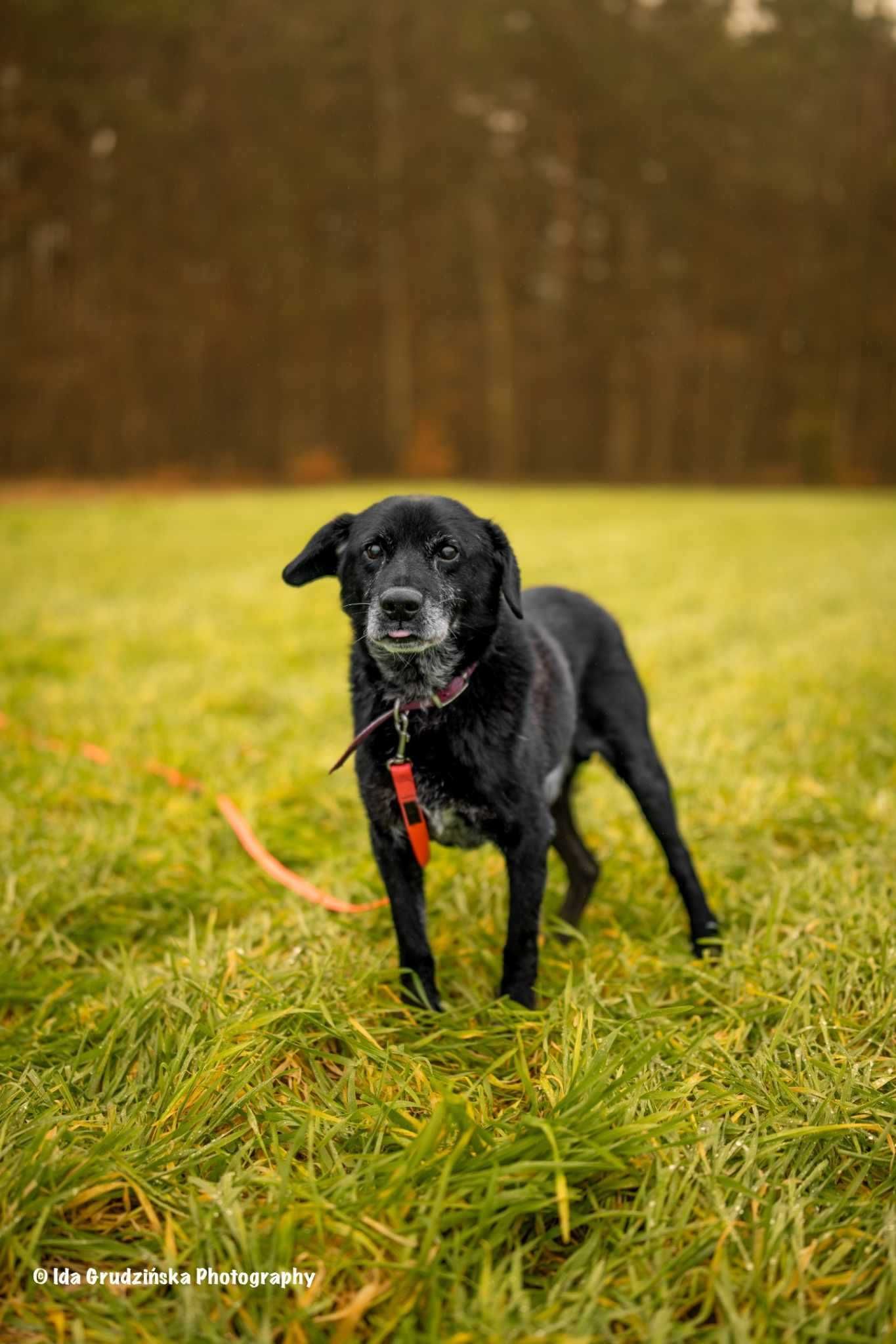 MAGIK dojrzały labrador szuka domu stałego 10letni 16kg czarny