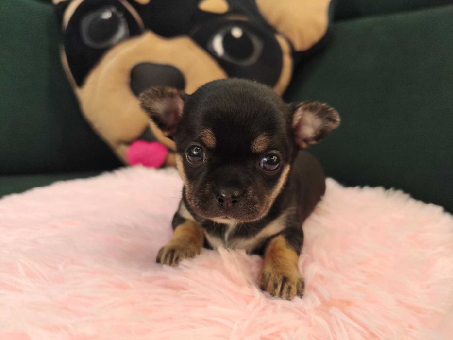Dziewczynka chihuahua