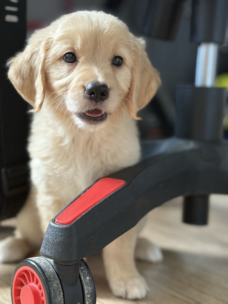 Golden retriever suczka