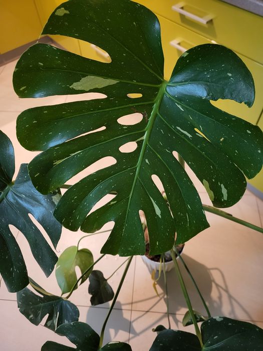 Monstera thai constalation szczyt